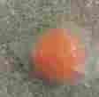 Grs-704 Goldrivers Clean Out Balls For Pump Trucks Concrete Parts 5 Medium Round Sponge 019372855804